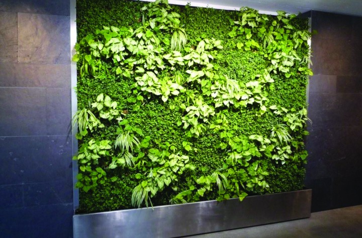 plant-edition-mur (8) plant-edition-mur (8)